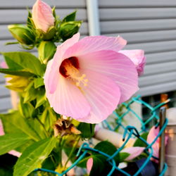 Vivid Pink Hoya Flower