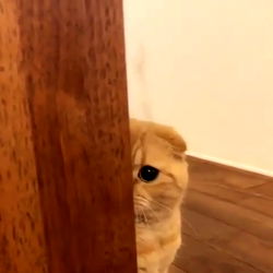 Inquisitive Cat Peeking Around Corner