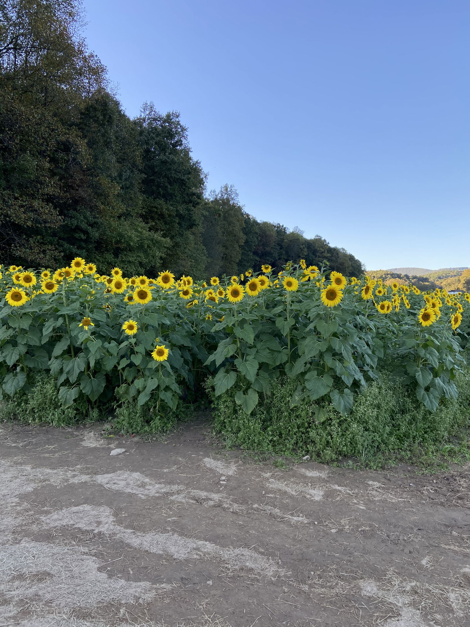 It’sahotgirlsummer photo