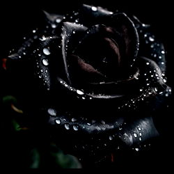 Aigner Brizelle photo