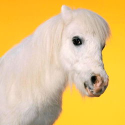 White Horse Against Yellow Background