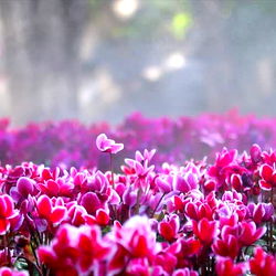 🌼 BIFelicia 🌼 photo