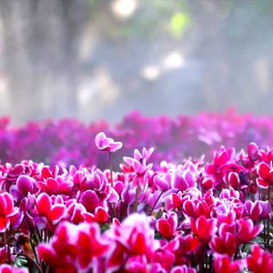 ๐ผ BIFelicia ๐ผ photo