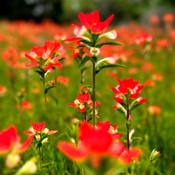 Vivid Red Flowers Amidst the Fields