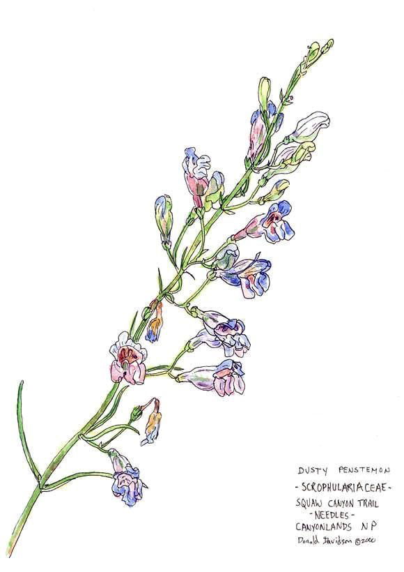 Nancy Redwoods photo