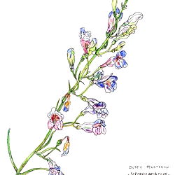 Nancy Redwoods photo