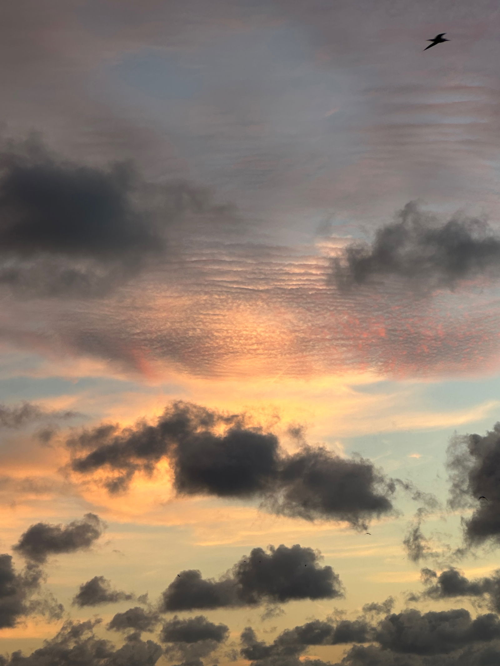 Joseph Castlian photo