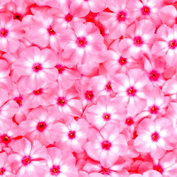 Elisa montenegro photo