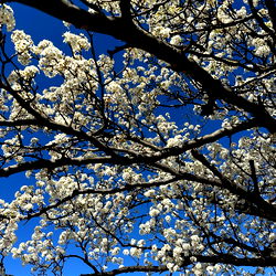 Blossoming Tree against Blue Sky