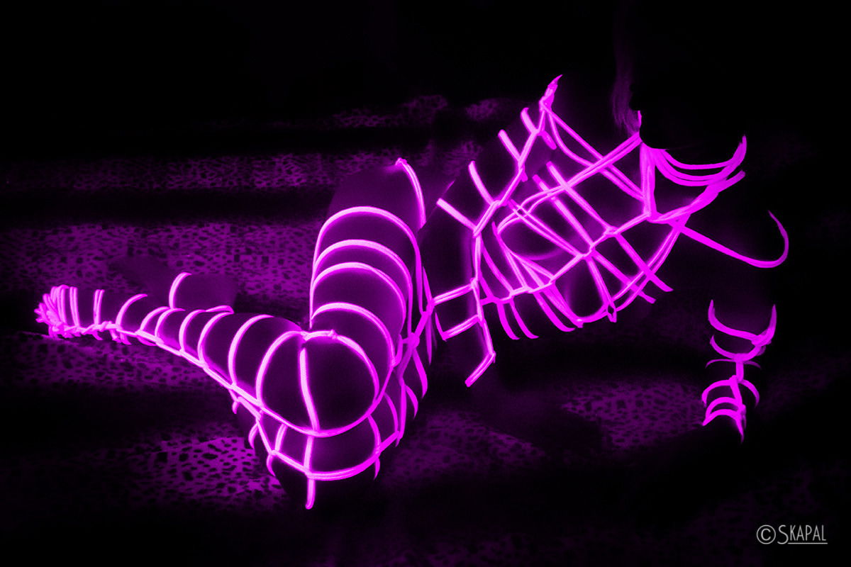 AmphitritesBlack photo