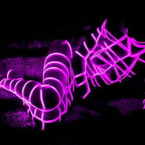 AmphitritesBlack photo