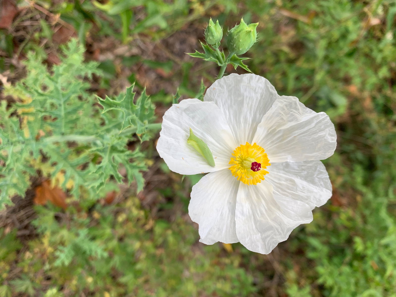 Goddess Rosalie photo