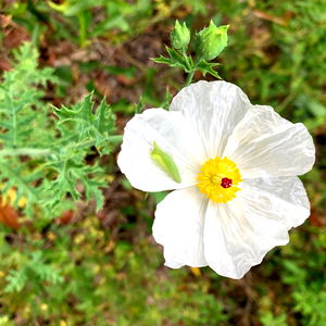 Goddess Rosalie photo