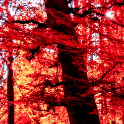 🖤 Ares 🖤 photo