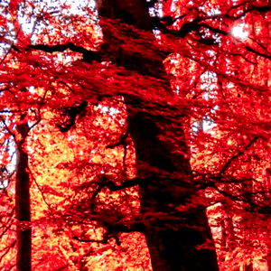 ๐ค Ares ๐ค photo