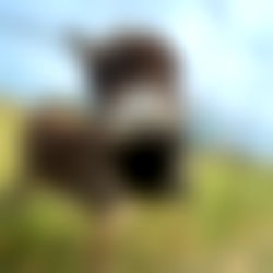 Chardonay Smith photo