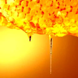 🐝🍯Honey Bunz🐝🍯 photo