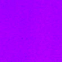 Leonardo Purrista photo