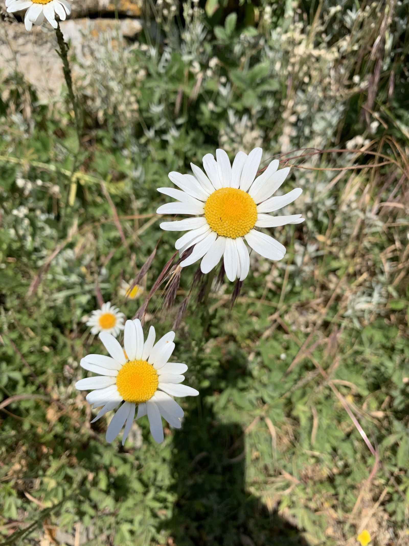 𝔄𝔪𝔶 𝔍𝔬𝔞𝔫 FREE photo