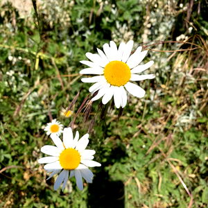 ๐๐ช๐ถ ๐๐ฌ๐๐ซ FREE photo