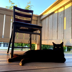 Fans Only Model Photo - CuteTarantula