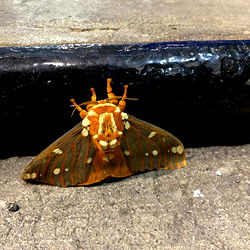 Mckenzie Perry photo