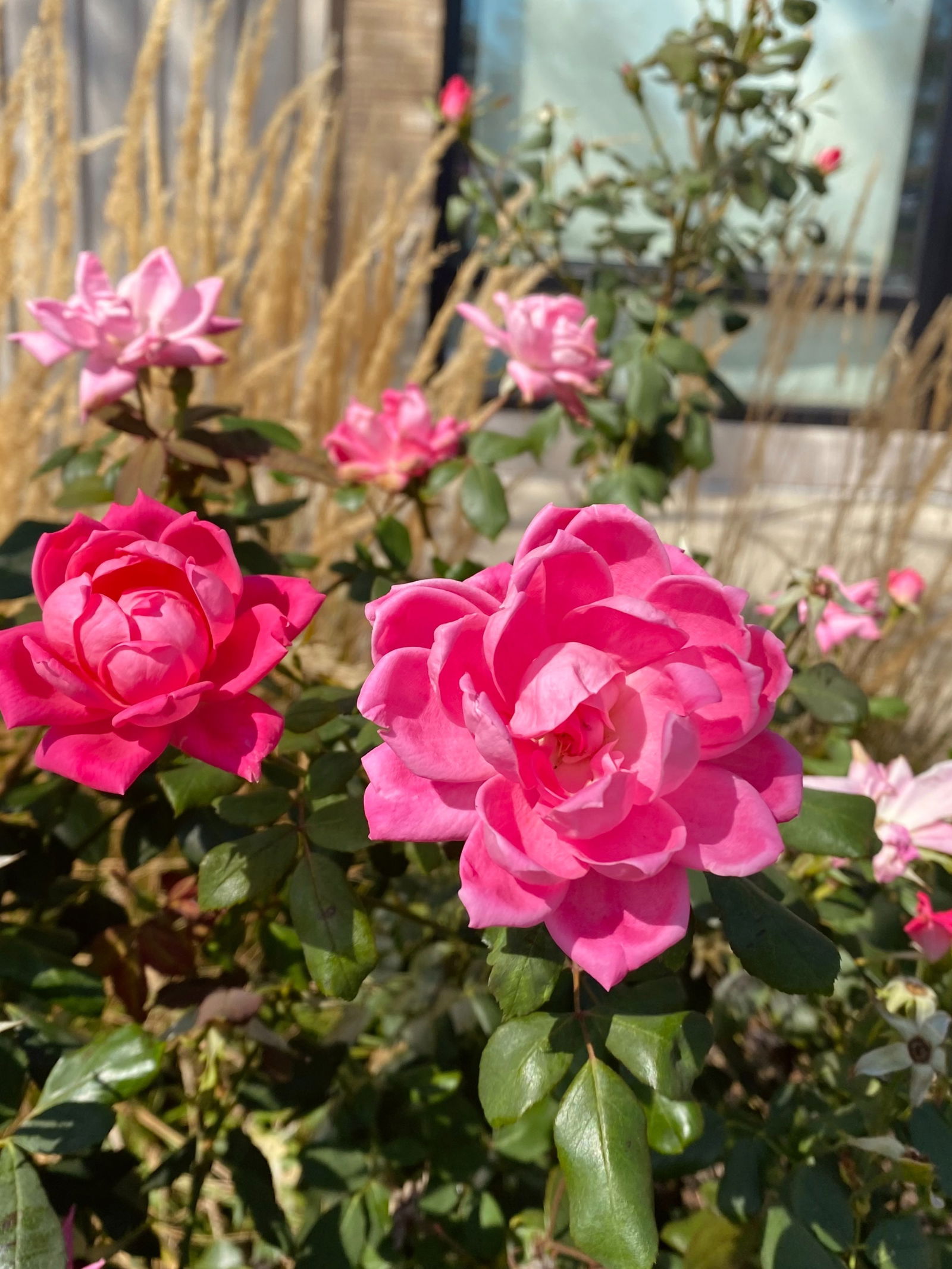 LeetaCheri Media photo