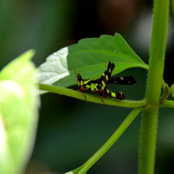 Vivid Butterfly in a Natural Setting