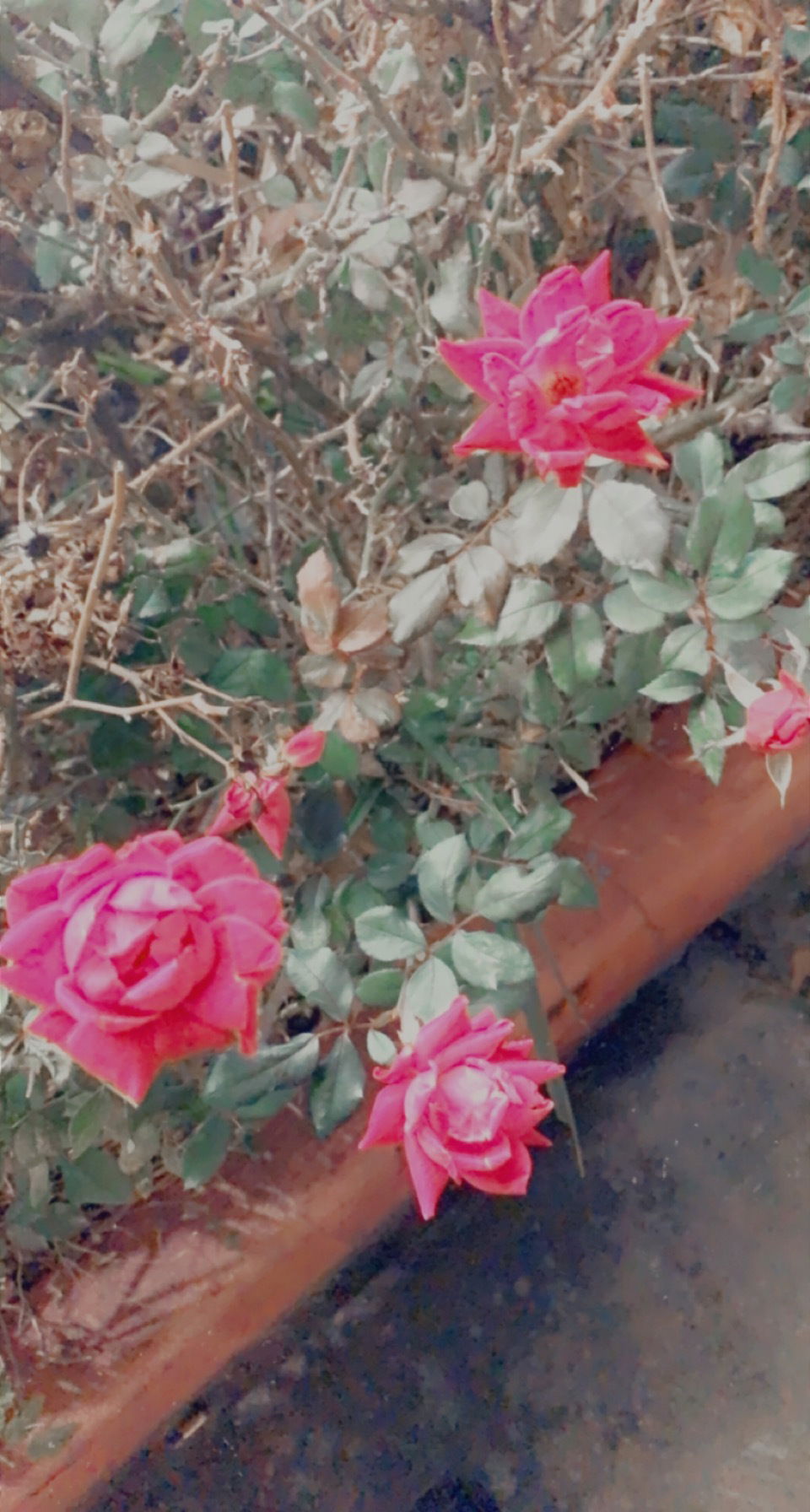 Honeyybunny🍯🍯 photo