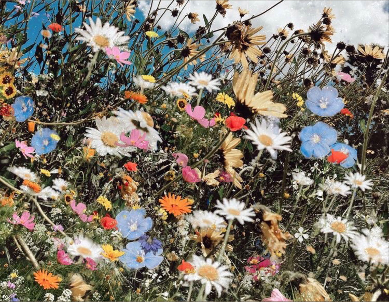 Goddess Courage photo