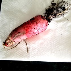 Crooked Carrot in Soil on Napkin