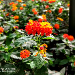 HyPm (Tyranus) photo