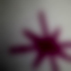 Daisy Seraphine photo