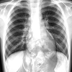 lord skinny nigga photo