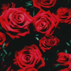 Pixie Dust (a.k.a. Lectter) photo