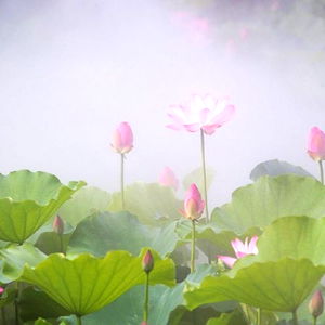 venus ๐ฆโ photo