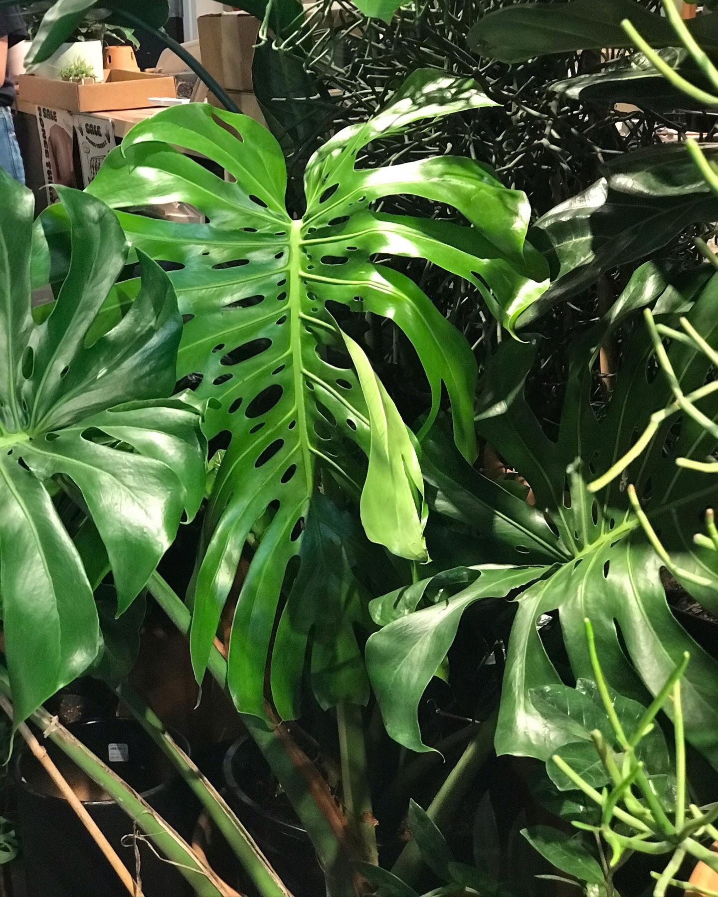 Anime tits🍒🥰❤️‍🔥 photo