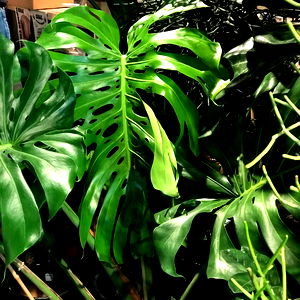 Anime tits๐๐ฅฐโค๏ธโ๐ฅ photo