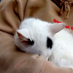 White and Black Cat Sleeping in Person's Arm