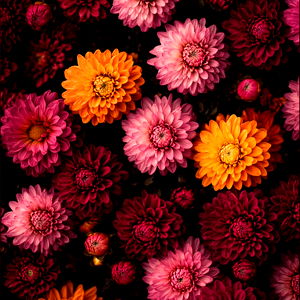 INDIGO ๐ค๐ฆ photo