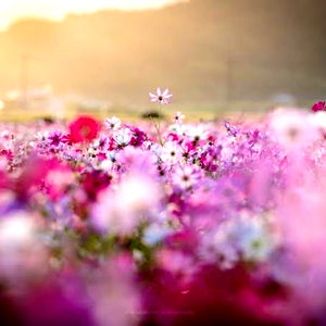 าแดส๐ photo