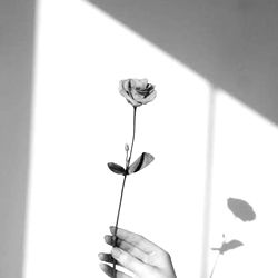 Doctores pirujos photo