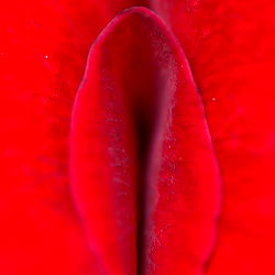 Onlyfans Model Angela Showcases Her Flower-like Vagina