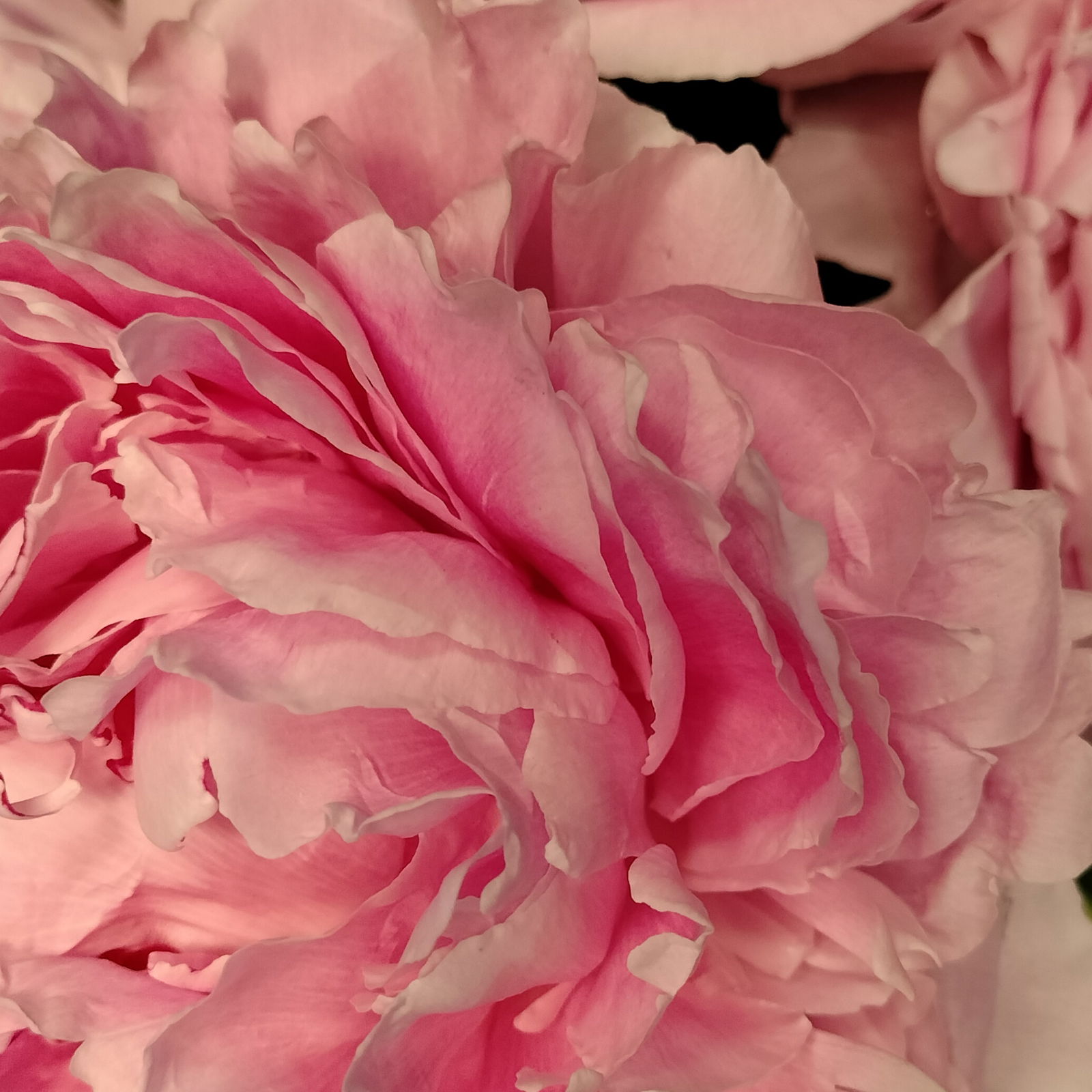 Tenley AtwoodTSXXX photo