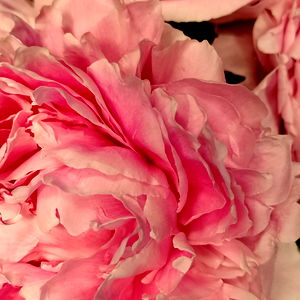 Tenley AtwoodTSXXX photo