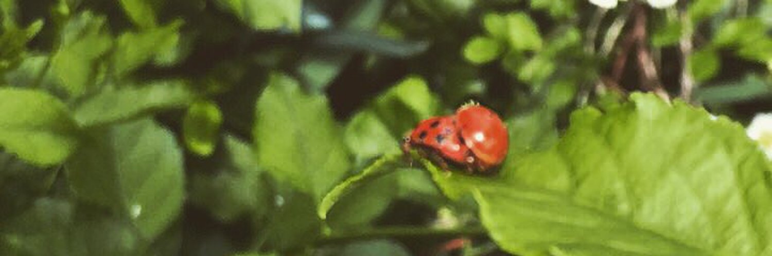 cream ( • )( • ) photo