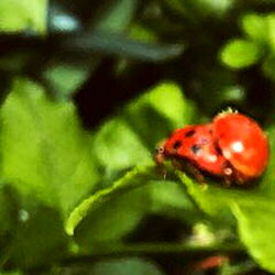 cream ( • )( • ) photo