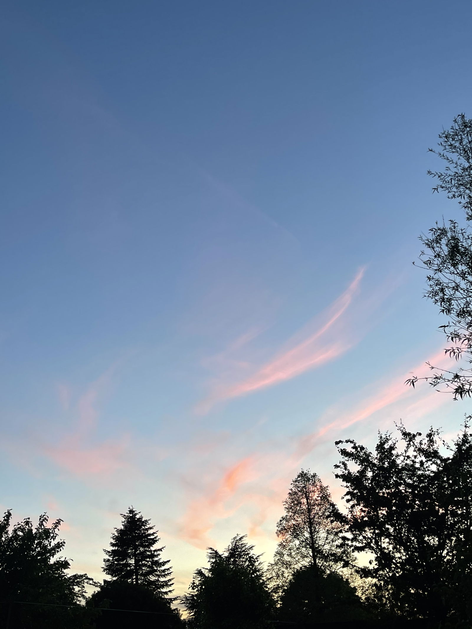 Violet Williams photo