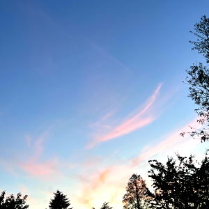 Violet Williams photo