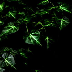 Anastasia Pierce photo